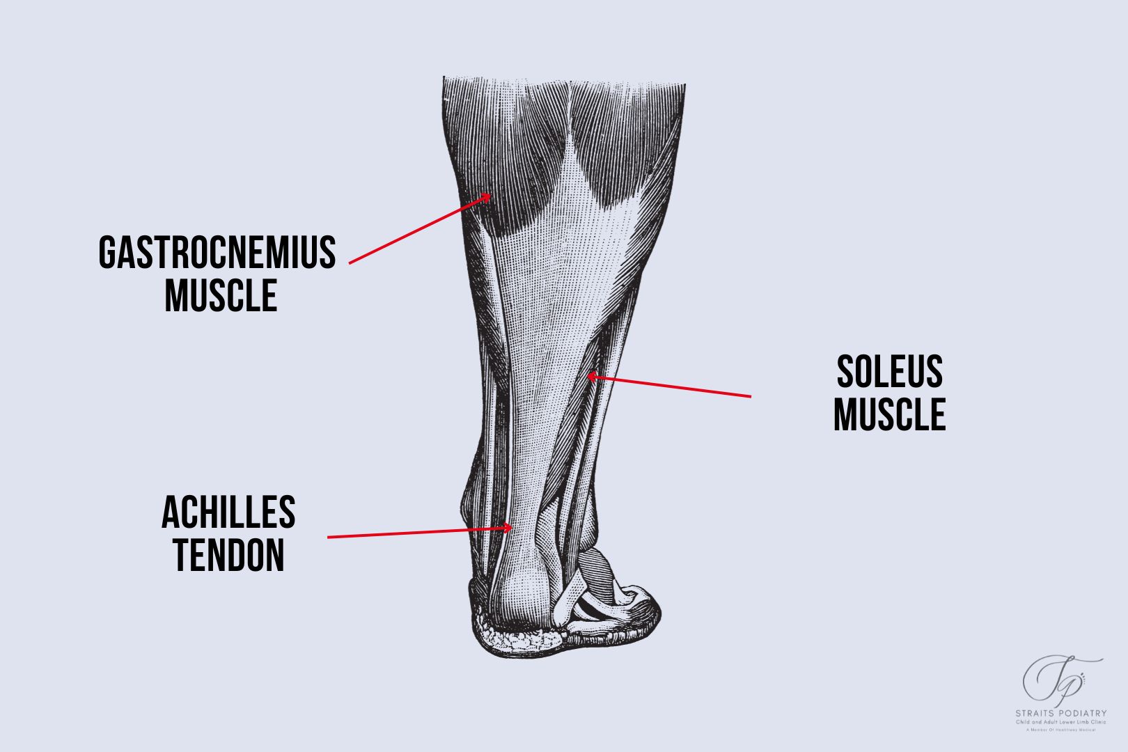 An infographic created by Straits Podiatry Singapore on the anatomy of the leg and the achilles tendon.