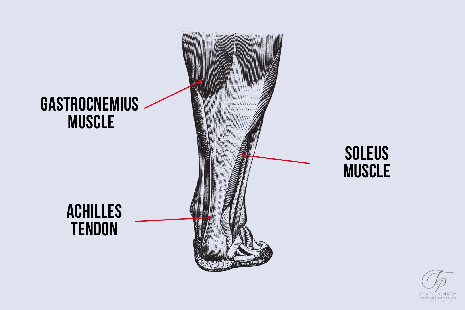 Satu infografik yang dicipta oleh Straits Podiatry Singapore mengenai anatomi kaki dan tendon achilles.