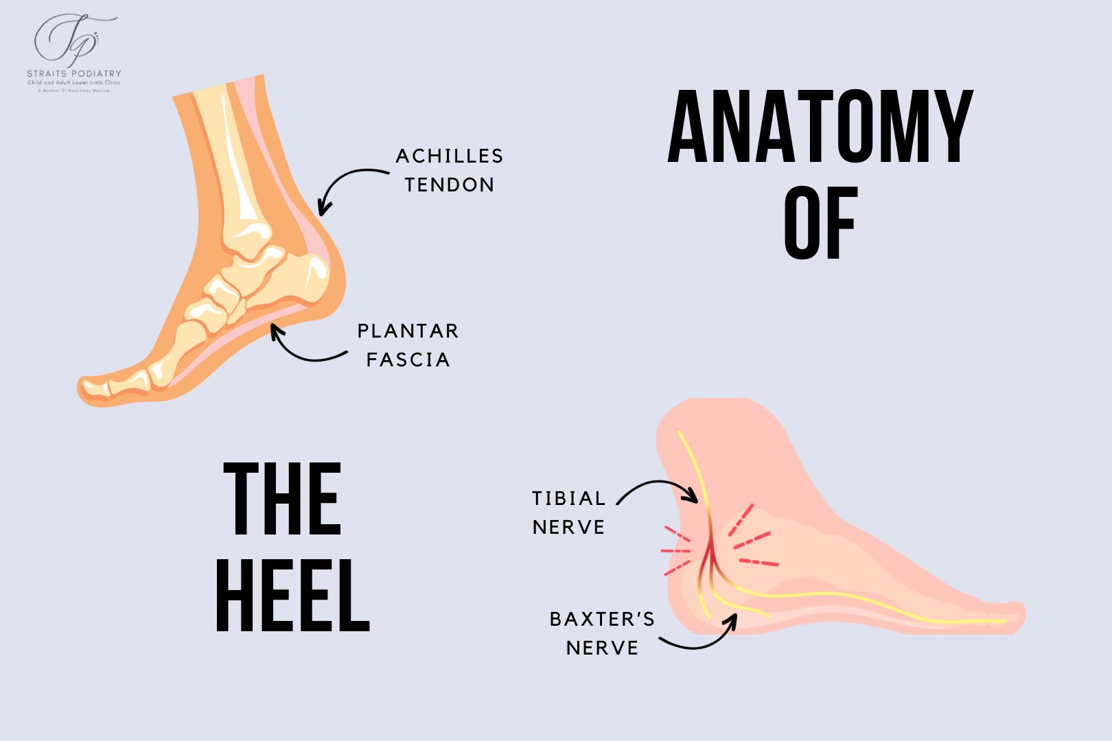Anatomy of the heel by Straits Podiatry. An infographic showing the achilles tendon, plantar fascia, tibial nerve, and baxter's nerve of the foot.