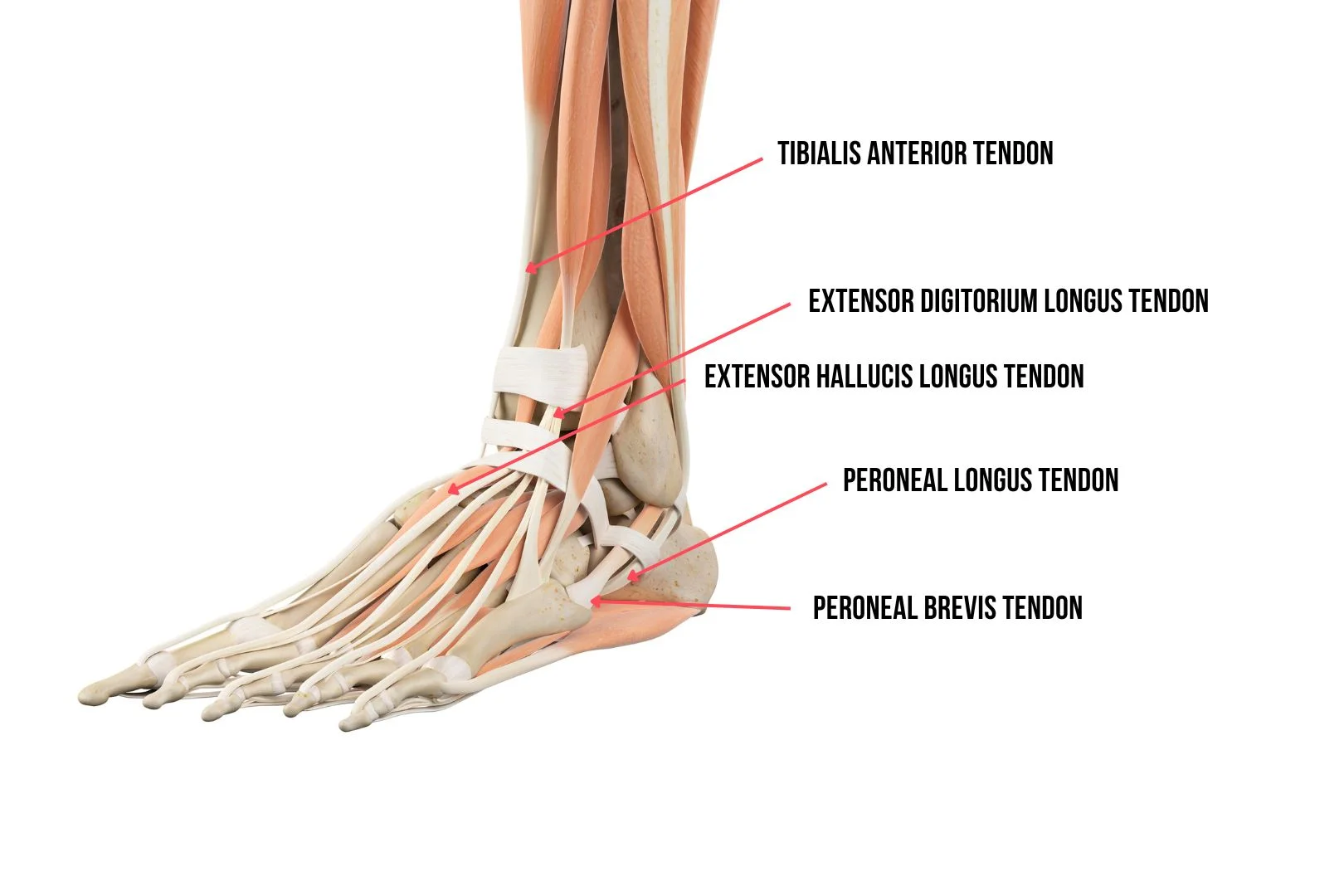 Tendons of the ankle