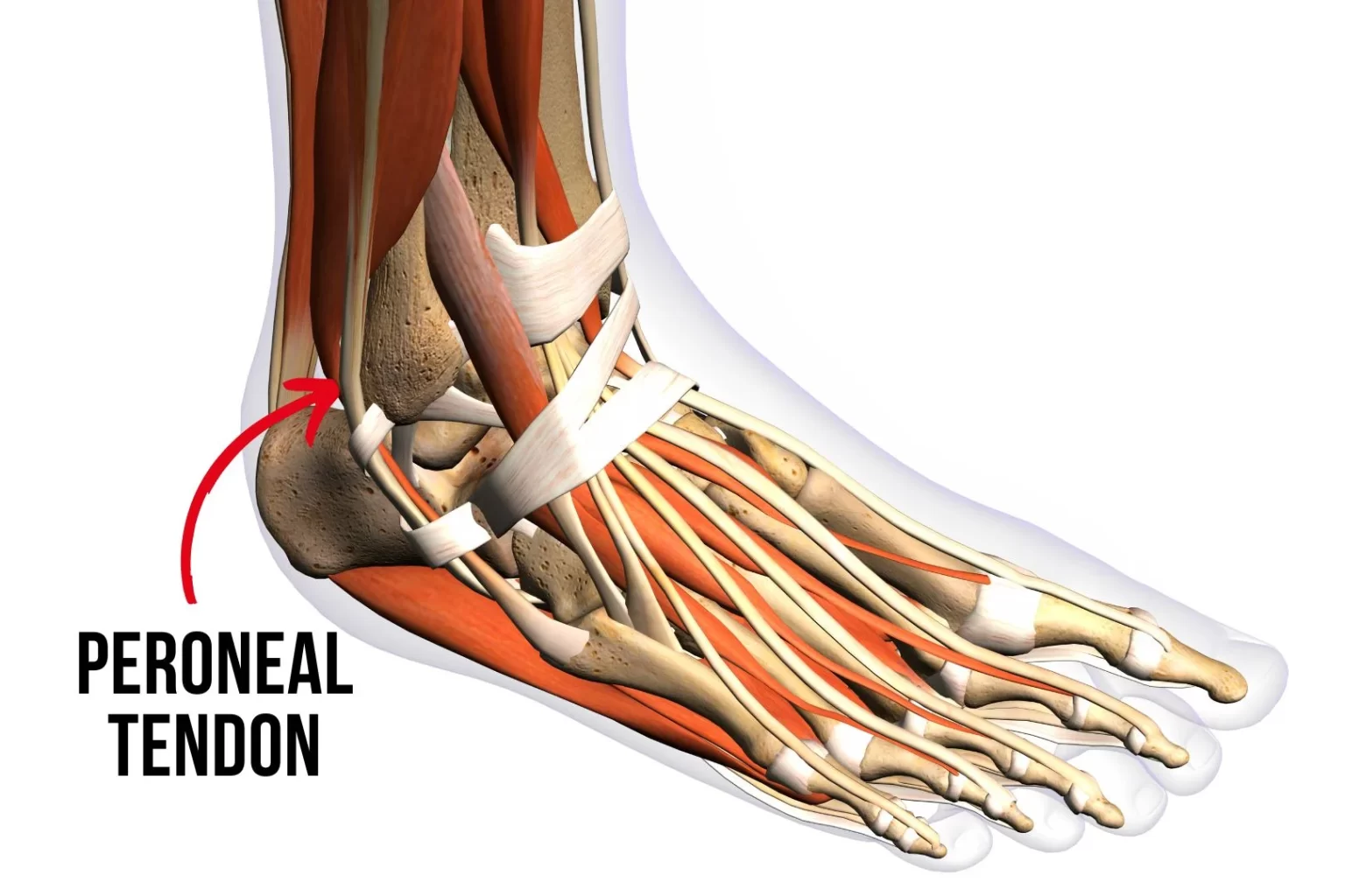 illustration showing the anatomy of the peroneal tendon