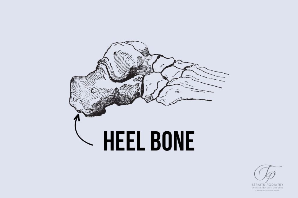 Anatomy of the heel bone (calcaneus)